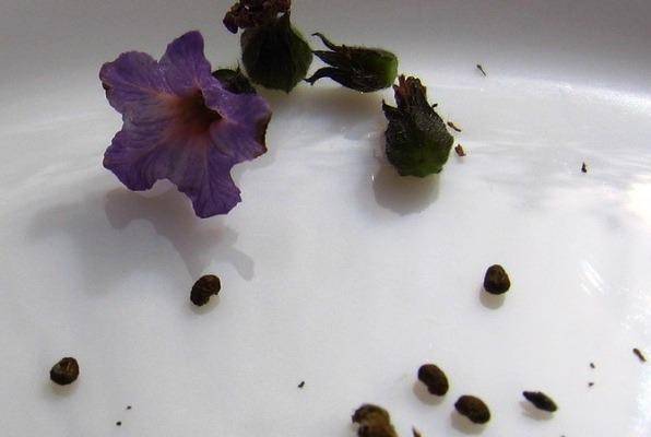 Одурманивающий своим ароматом гелиотроп: посадка, выращивание и уход