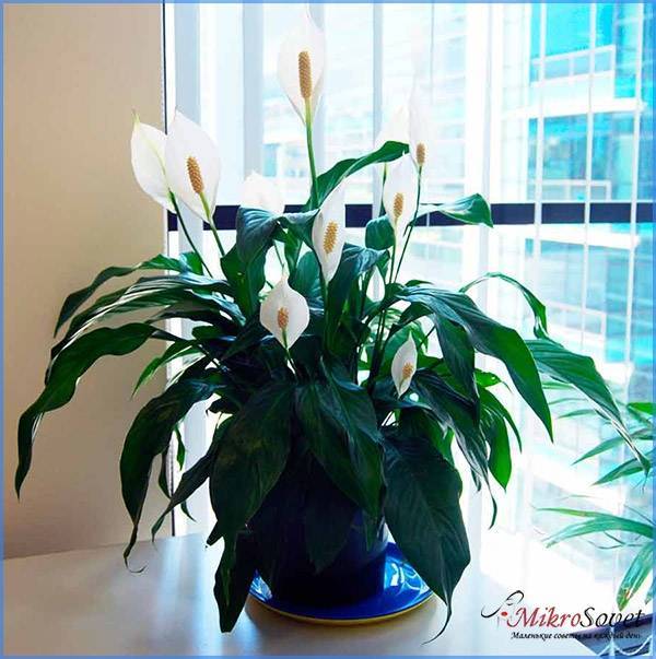 Цветок спатифиллум – размножение в домашних условиях