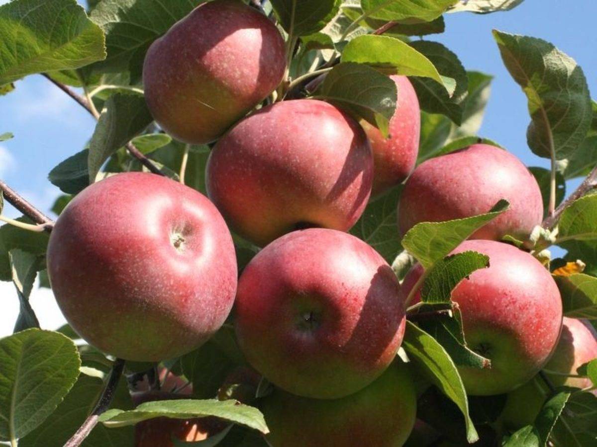 Скороспелая яблоня Орлик в вашем саду