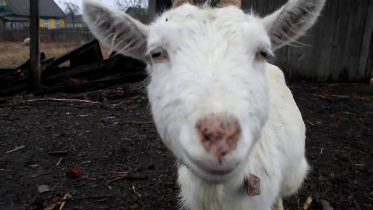 Понос у козы: основные причины, как и чем лечить взрослых особей и козлят
