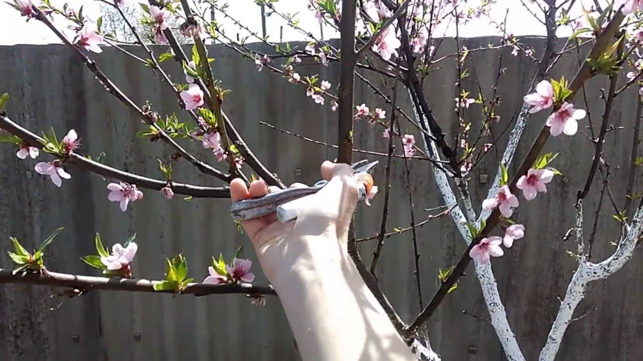 Обрезка персика весной: правила, особенности и советы для начинающих