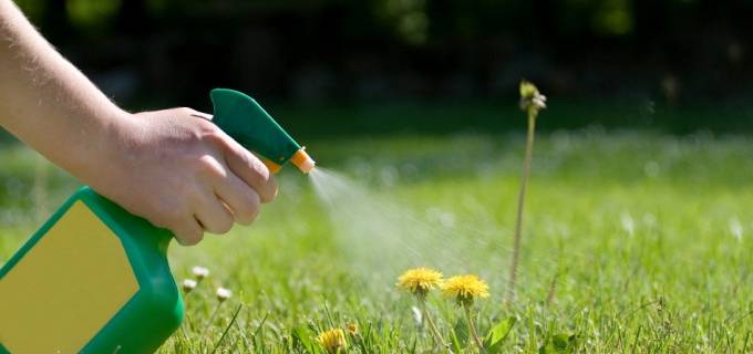 Как выбрать гербицид для газона против пырея и когда его следует использовать