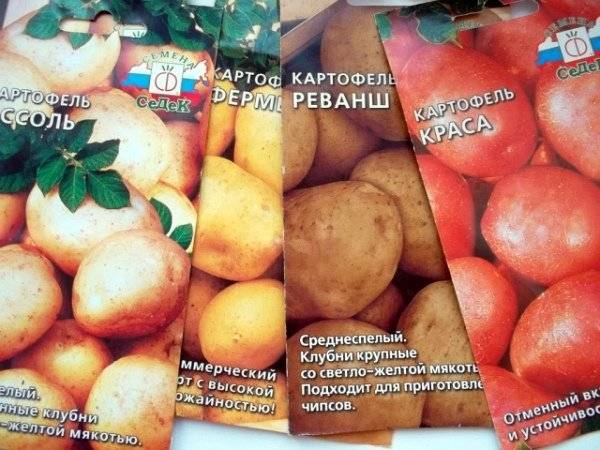 Своя картошка уже в июне: секреты раннего урожая