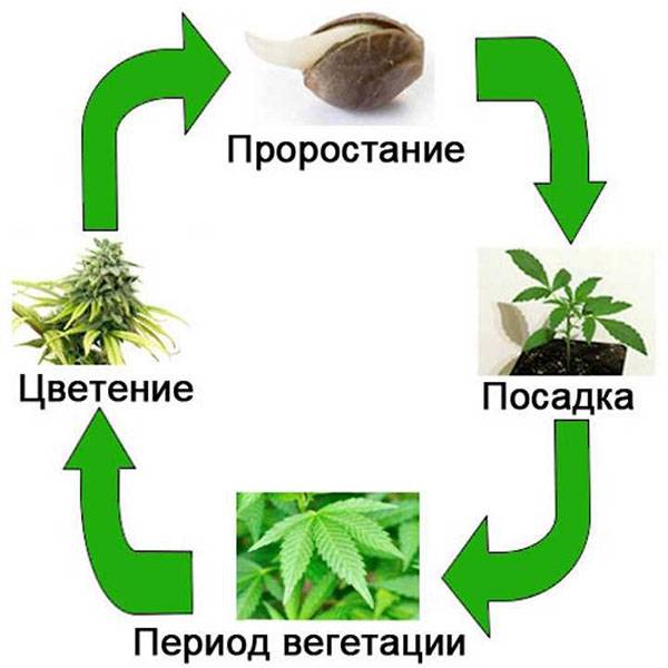 Период вегетации растений: что это такое, как определяется, сроки вегетации