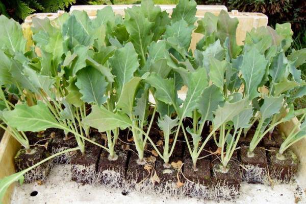 Как вырастить кольраби: все о посеве, уходе и сортах