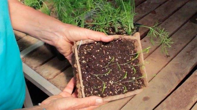 Как вырастить фенхель из семян на даче