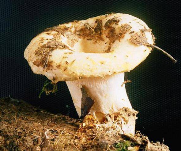 Можно ли есть черные грузди: как отличить настоящий гриб от ложного. черный груздь и другие разновидности гриба с подробным описанием
