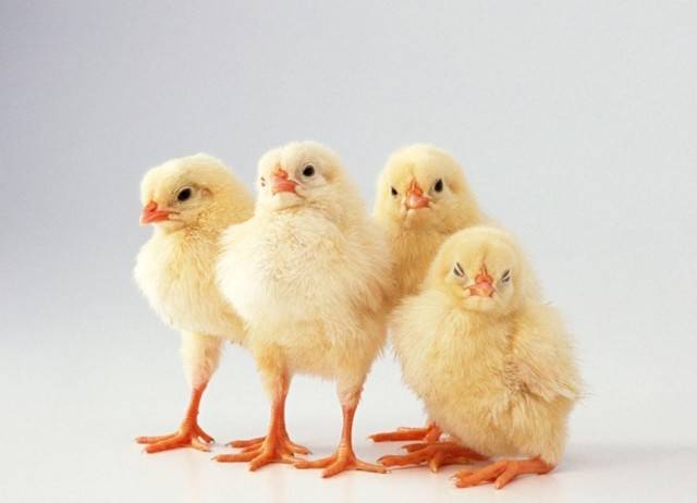 Мальчик или девочка: способы определения пола цыплят в разном возрасте