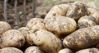 Основные вредители картофеля
