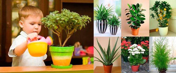 С любовью выбираем растения для детской комнаты