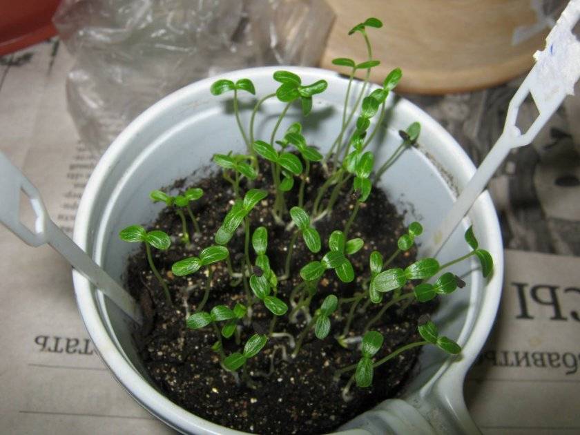 Выращивание катарантуса из семян в домашних условиях