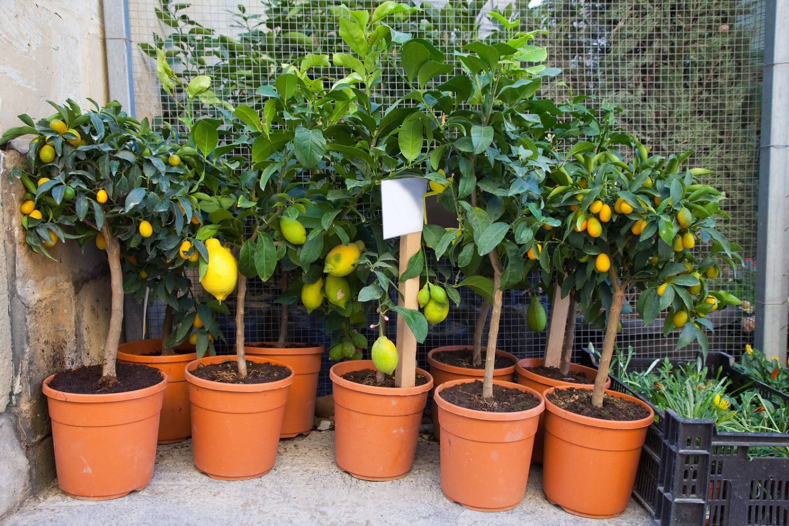 Как посадить лимон в домашних условиях