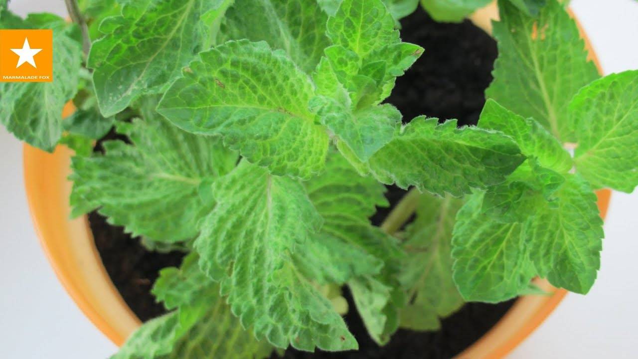 Выращивание мяты на подоконнике в домашних условиях: фото + видео