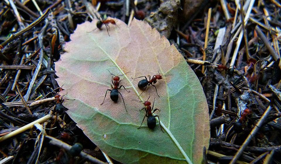 Борная кислота против муравьев в квартире и огороде