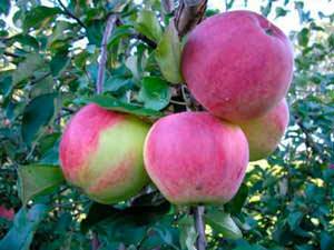 Какой сорт яблони подойдет для ленинградской области