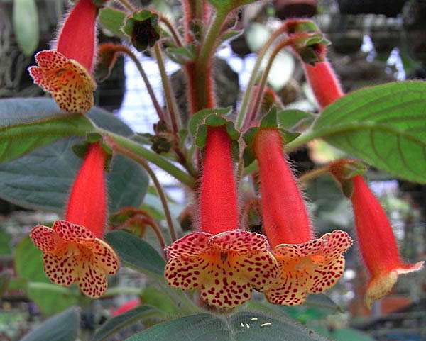 Секреты выращивания декоративного цветка калерия