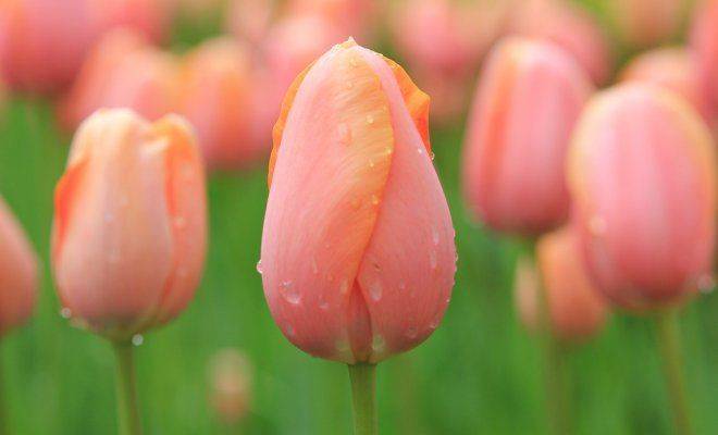 Тюльпаны. выращивание от а до я