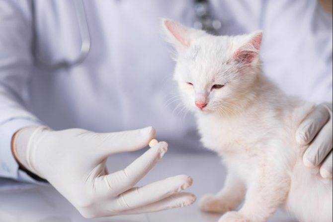Аналоги Энрофлоксацина в ветеринарии: чем лечить птицу и животных