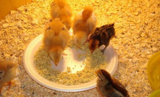 Какой должен быть брудер для цыплят?
