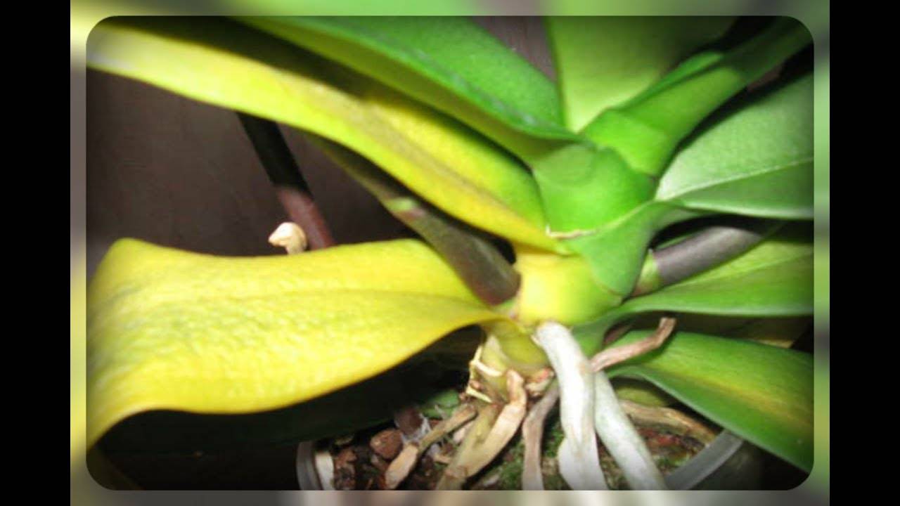 Почему желтеют листья у фаленопсиса и что делать