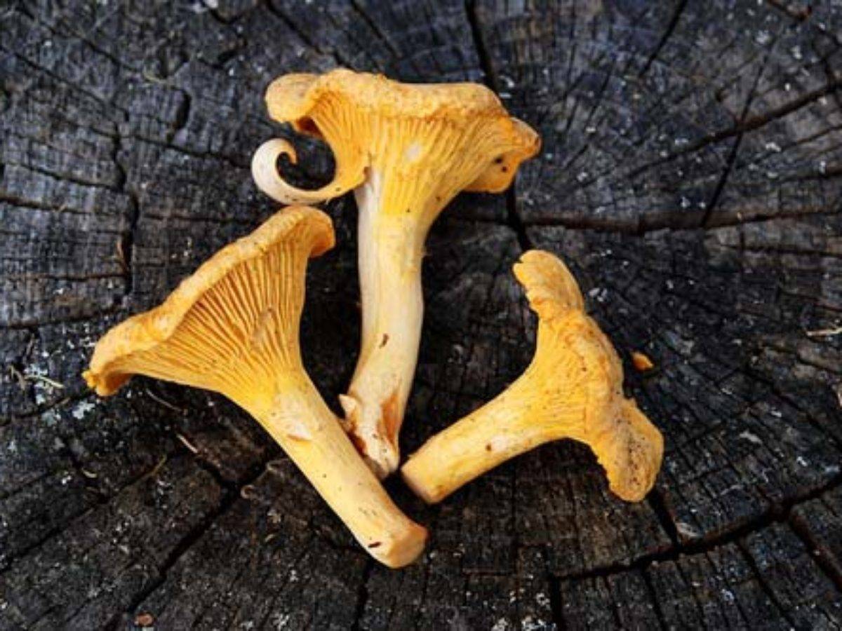 Как правильно собирать грибы: секреты и правила