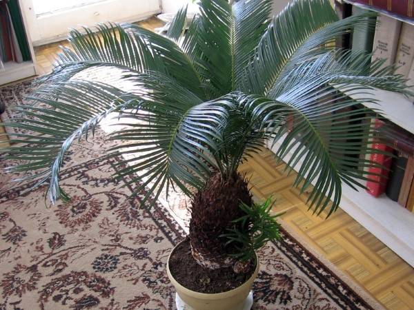 Выращиваем дома саговую пальму цикас