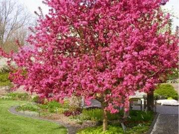 13 декоративных кустарников и деревьев, которые цветут в апреле-мае