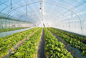 Выращивание клубники как сезонный заработок — все секреты фермерского бизнеса