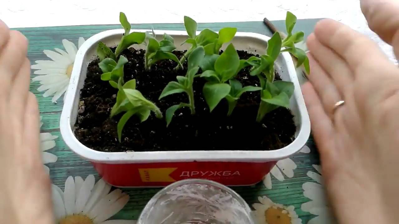 Как размножить петунию черенкованием весной