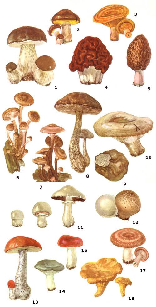 Съедобные и ядовитые грибы краснодарского края: описание с фото