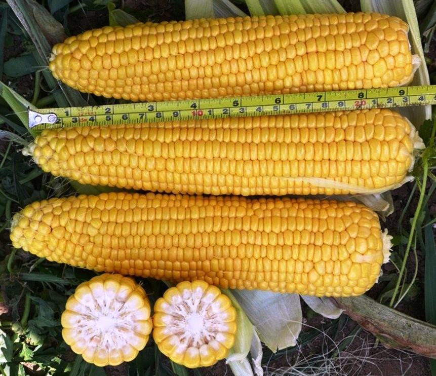 Посадка кукурузы рассадой: сроки, пикировка, как высаживать в открытый грунт