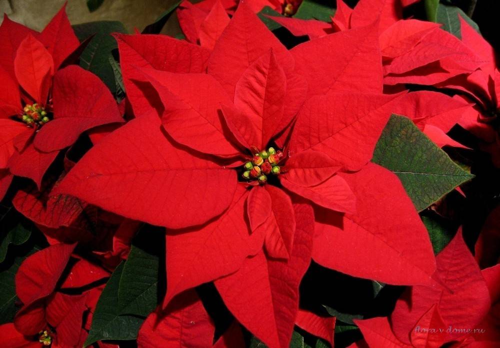 Пуансеттия — как вырастить рождественскую звезду в домашних условиях?