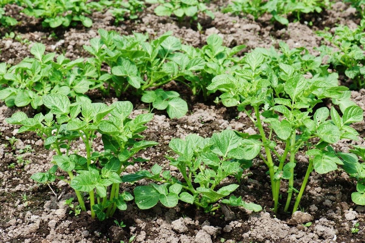 Выращивание картофеля под соломой: урожай без затрат