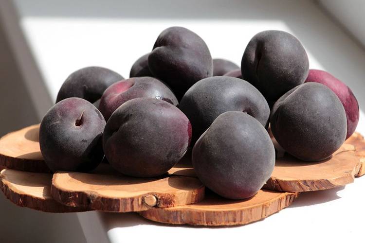 Чёрный абрикос разных сортов: стабильный урожай и интересный вкус