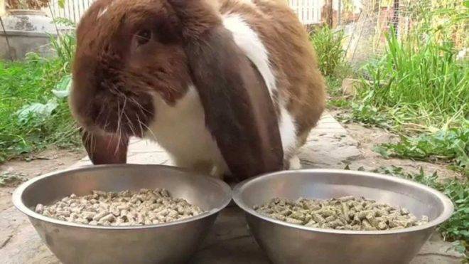 Комбикорм для кроликов: от рождения до забоя
