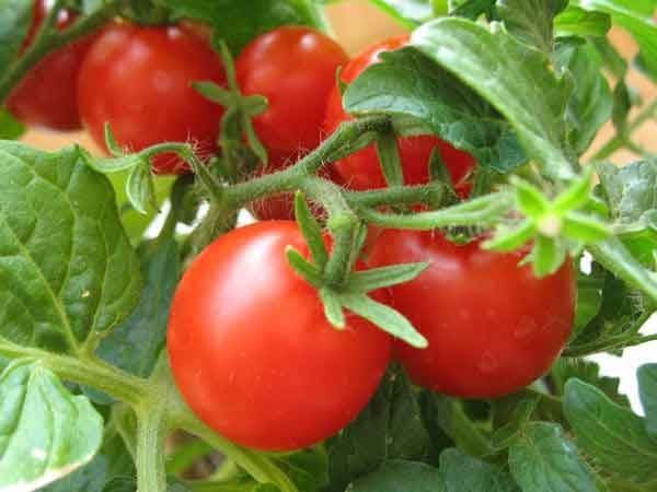 Правильная подкормка томатов в теплице: какие удобрения и когда использовать