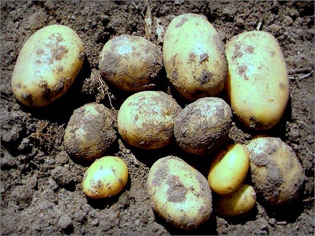 Болезни и вредители картофеля