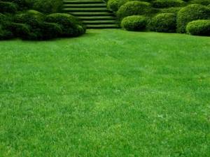 Рулонный газон: все, что вы хотели знать о выборе, укладке и уходе