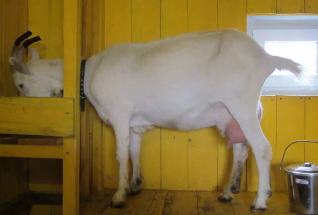 Сколько молока можно получить с козы: правила доения, увеличение количества удоев, особенности составления рациона