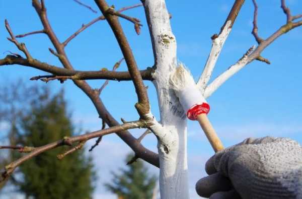 Как защитить плодовые деревья от вредителей весной