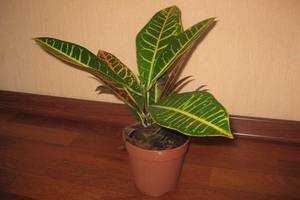 Маранта трецветная молитвенное растение — уход в домашних условиях за марантой триколор, фото, видео