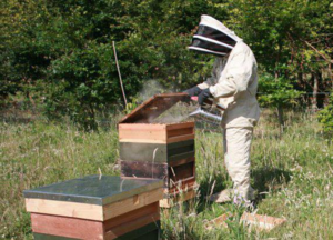 Применение бипина для пчел
