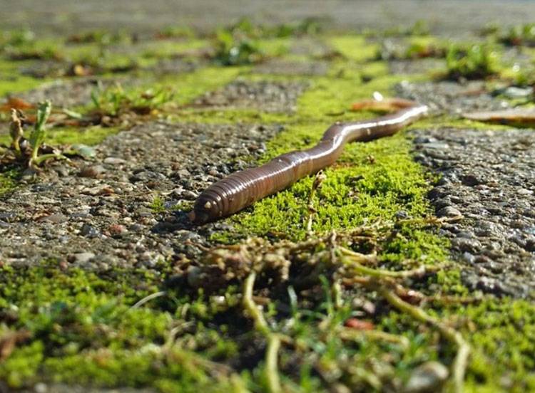 Дождевой червь. описание животного и роль в природе