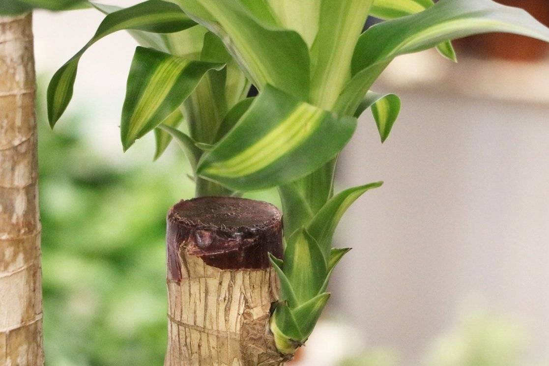 Как пересаживать бамбук в домашних условиях? грунт и горшок для бамбука
