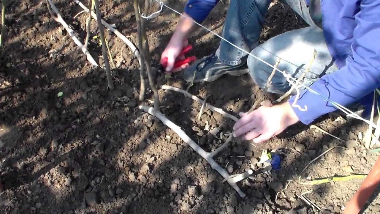 Инжир уход и выращивание в крыму открытом грунте обрезка