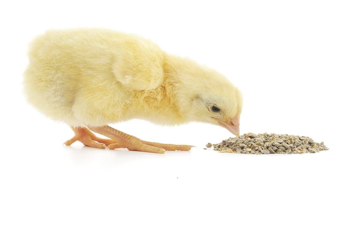 Комбикорм для кур: виды, выбор и правила кормления