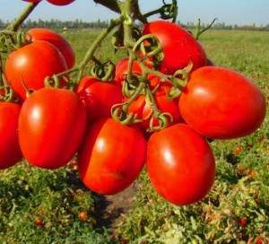 Сорта помидоров устойчивых к фитофторозу – это актуально