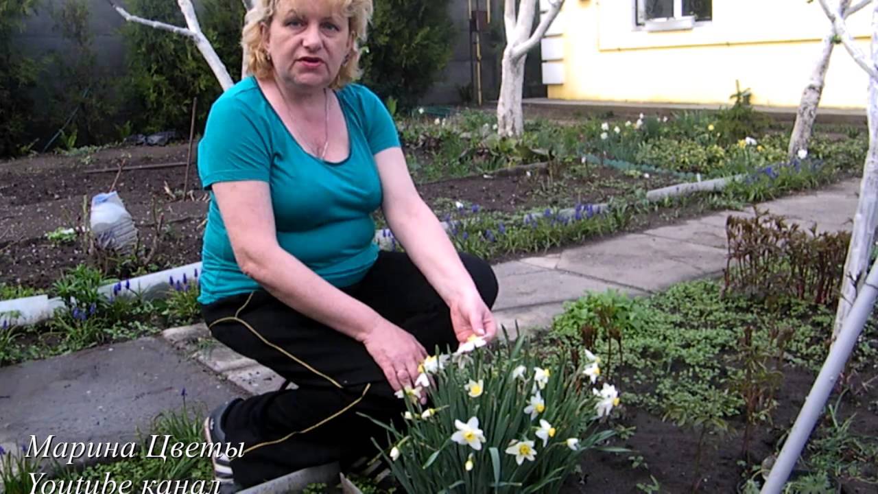 Чем подкормить тюльпаны весной - удобреня для быстрого роста и пышного цветения