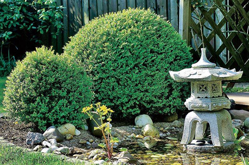 Описание декоративного кустарника самшит (буксус): виды растения, фото, необходимый уход