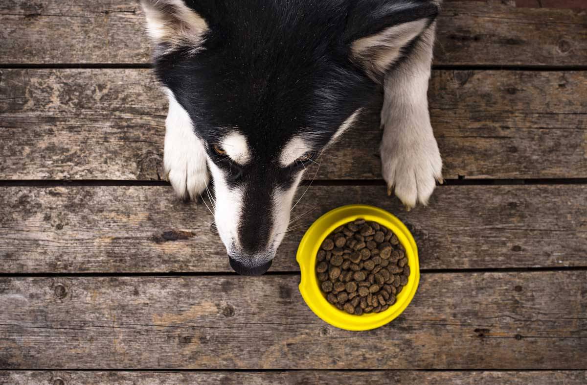 Обзор корма акана для собак крупных и мелких пород